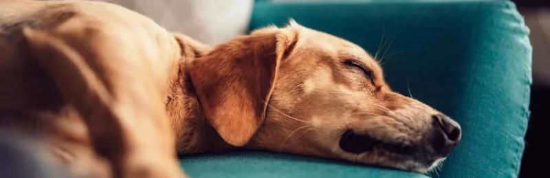 狗狗打呼噜 Dogs snoring
