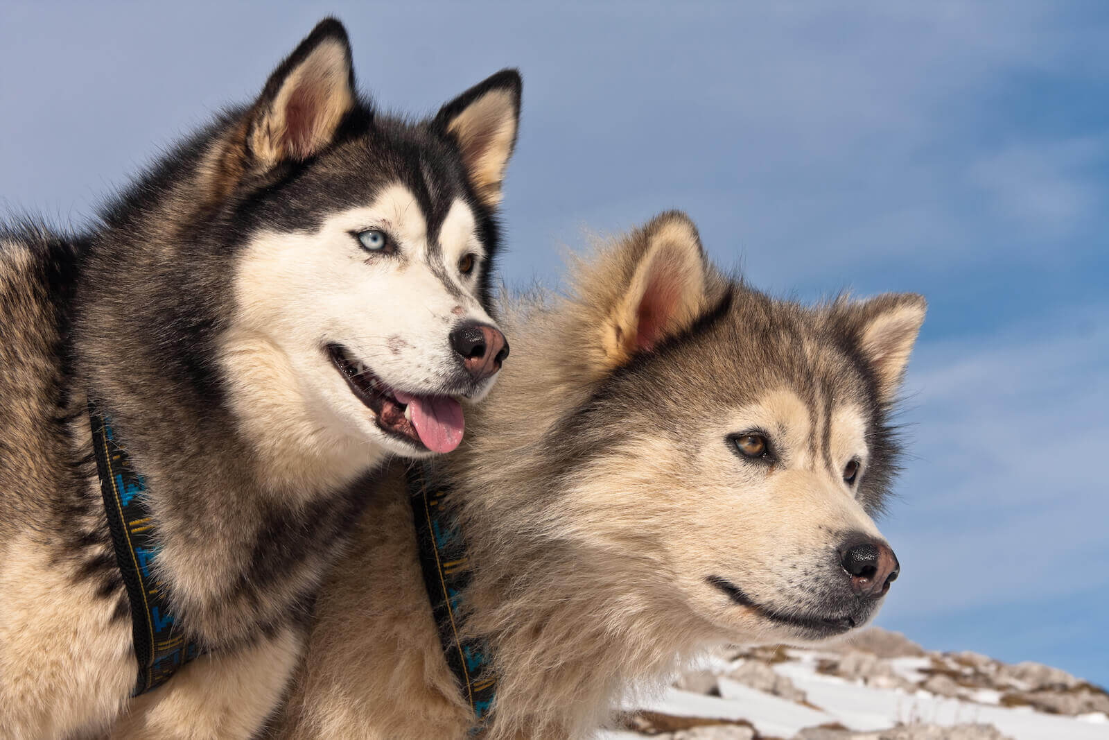 哈士奇和阿拉斯加 Huskies and Alaska