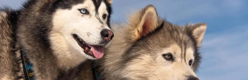 哈士奇和阿拉斯加 Huskies and Alaska