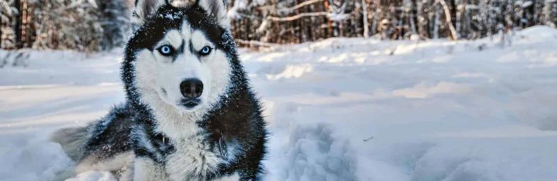 哈士奇 Siberian Husky