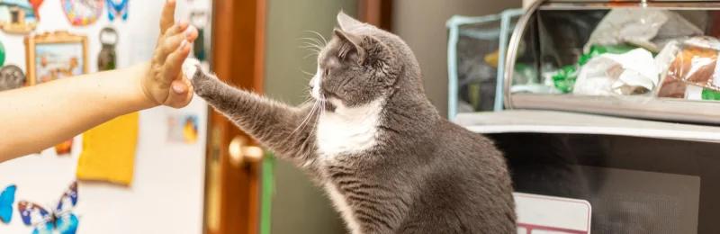 训练猫咪 Training Cats