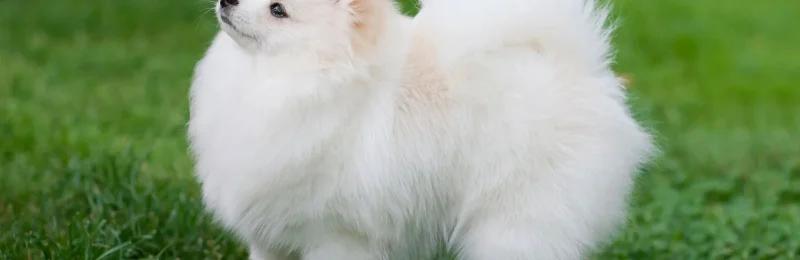 博美犬 pomeranian