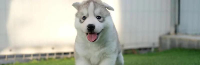 狗瘟 Canine distemper