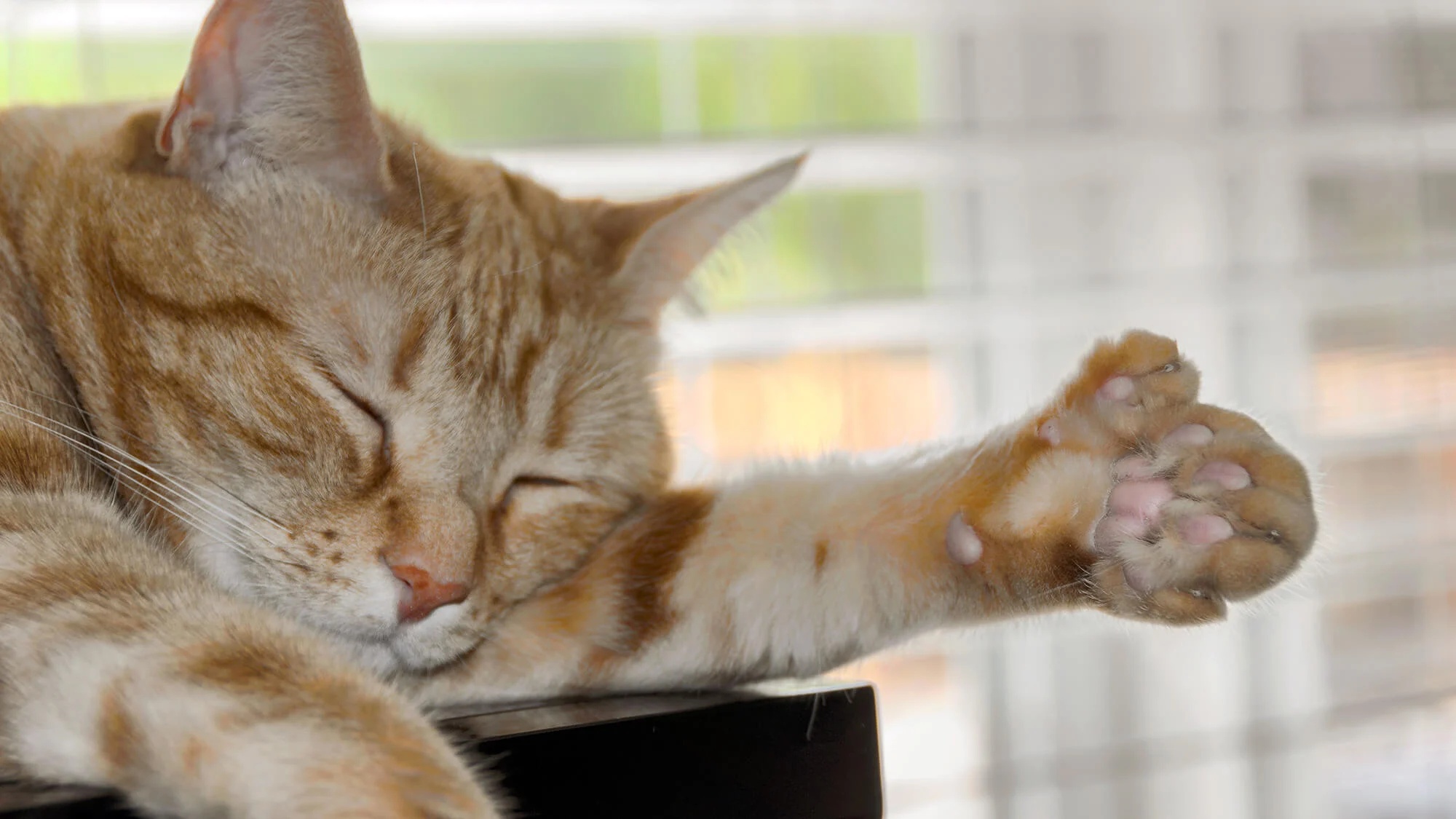 猫磨爪子 Cat grinding its paws