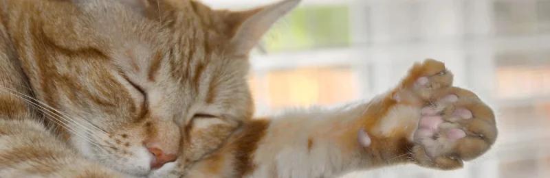 猫磨爪子 Cat grinding its paws