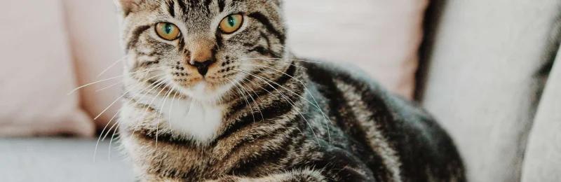 猫鼻支 Cat nasal branch