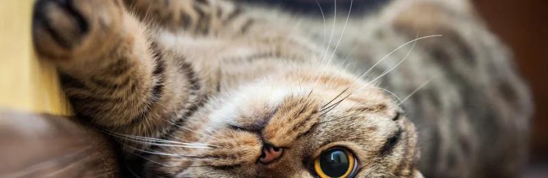 猫鼻支 Cat nasal branch