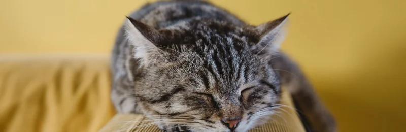猫鼻支 Cat nasal branch