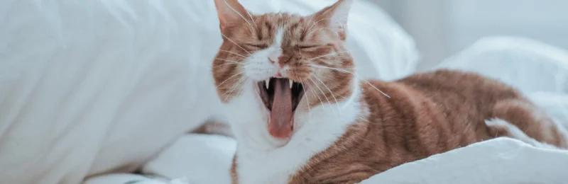 猫鼻支 Cat nasal branch