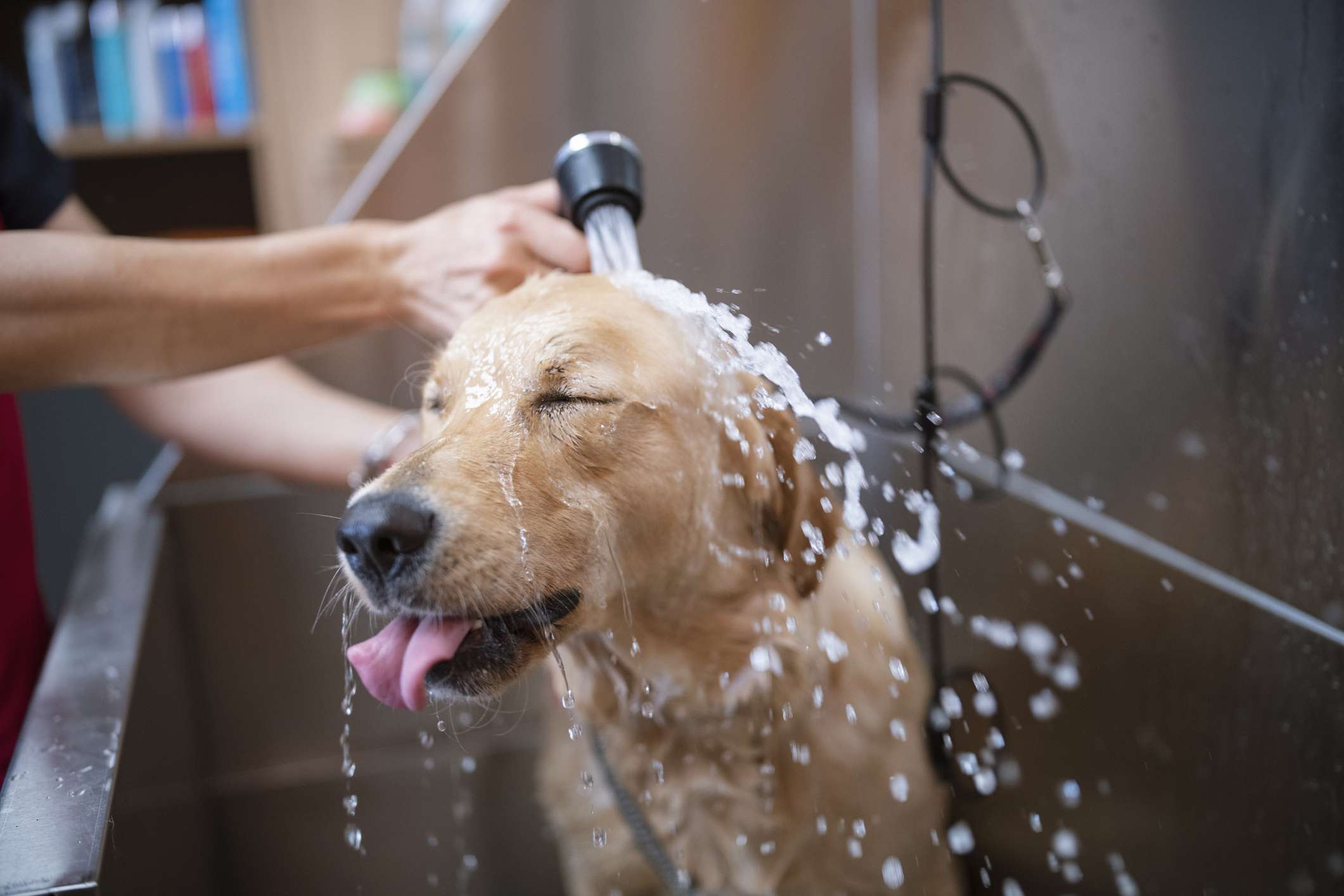 狗狗洗澡 Dog Bathing