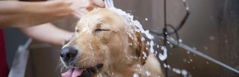 狗狗洗澡 Dog Bathing