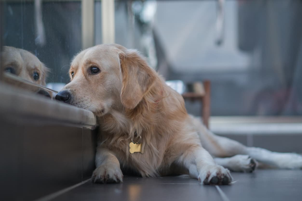 狗狗抑郁症 Dog depression