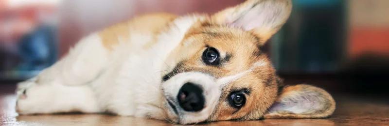 狗狗抑郁症 Dog depression