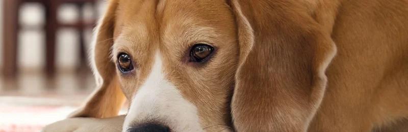 狗狗抑郁症 Dog depression
