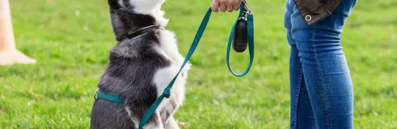训狗 Dog training