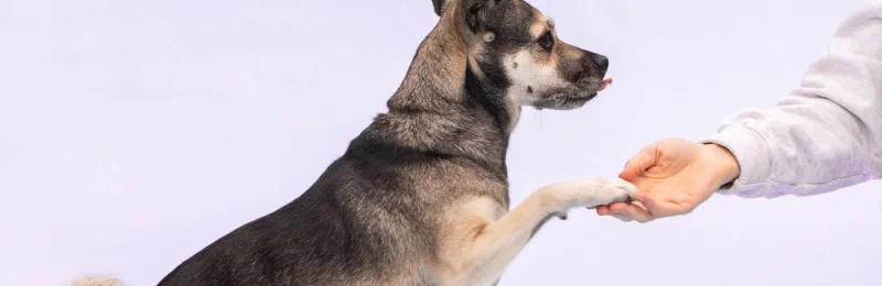 训狗 Dog training