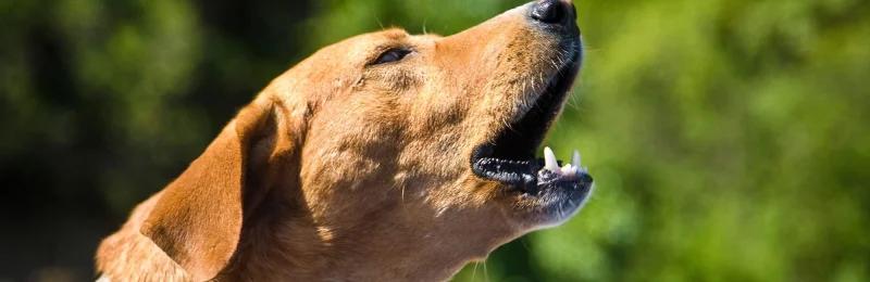 狗狗吠叫 Dogs barking