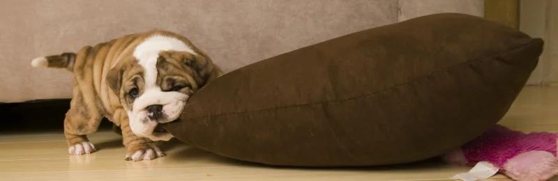 狗狗咬东西 Dogs biting things