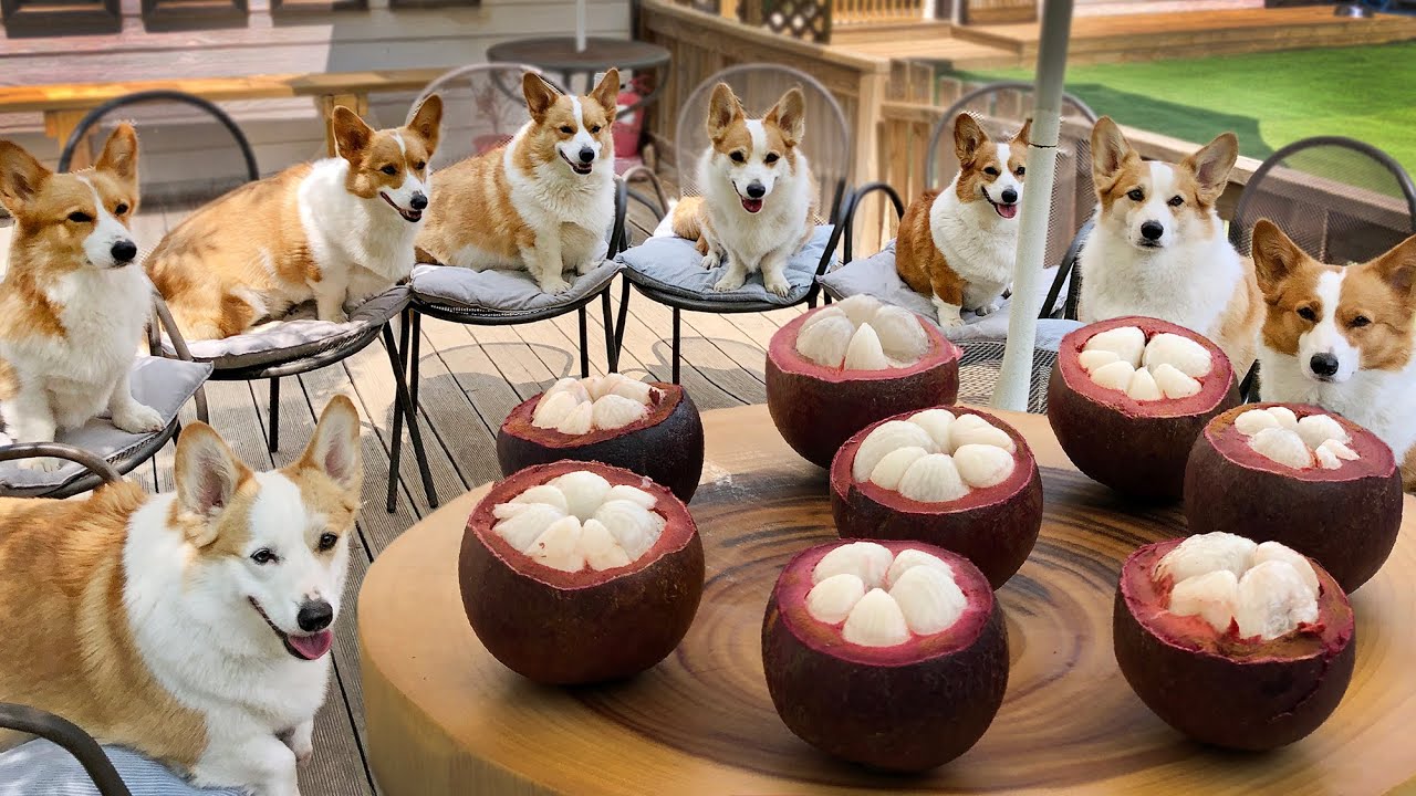 狗狗吃山竹 Dogs eat mangosteen