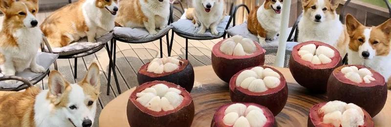 狗狗吃山竹 Dogs eat mangosteen