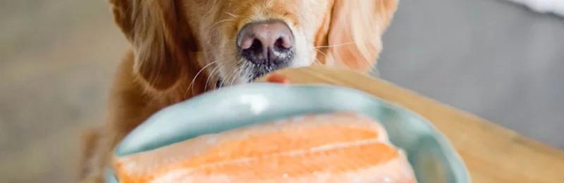狗狗吃三文鱼 Dogs eating salmon