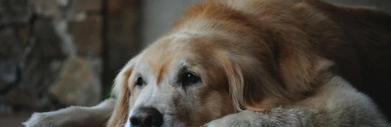 狗狗变老 Dogs getting old