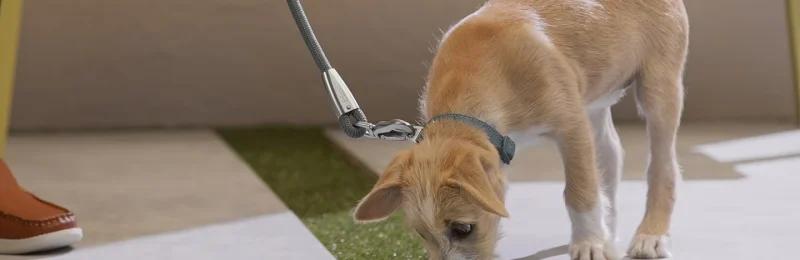 狗狗随地大小便 Dogs urinate and defecate everywhere