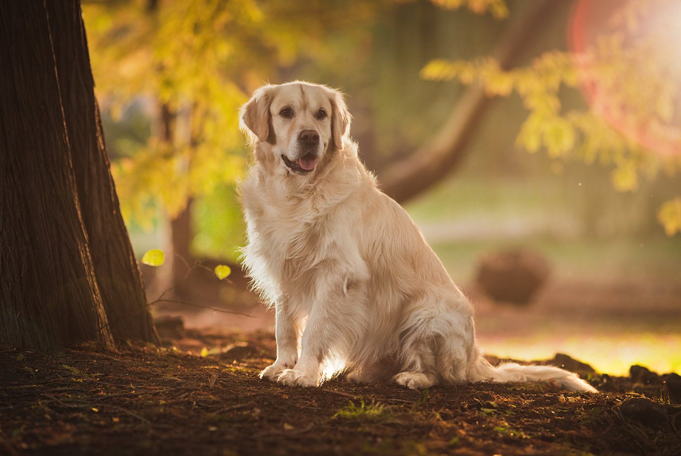 金毛寻回犬 Golden Retriever