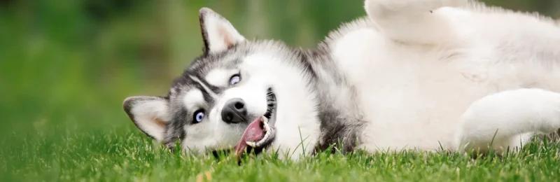 哈士奇 Siberian Husky
