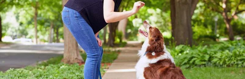 训练狗狗 Training Dogs