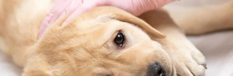 狗细小病毒 Dog parvovirus