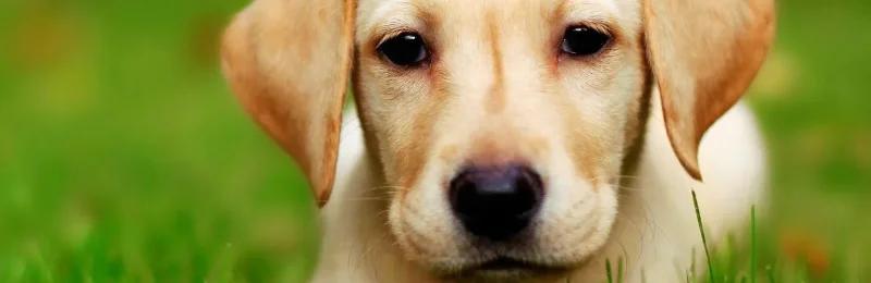 狗狗 Dogs1