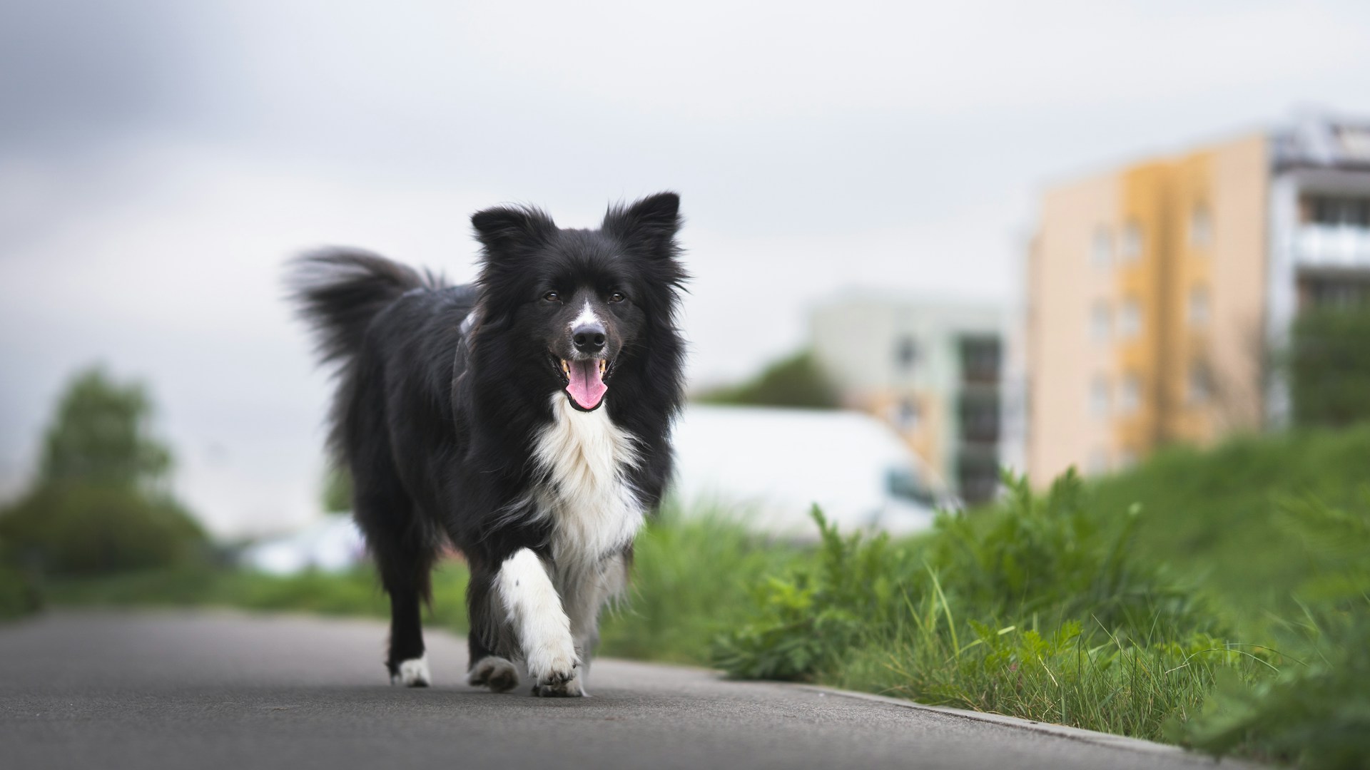 边境牧羊犬 边牧 Border Collie