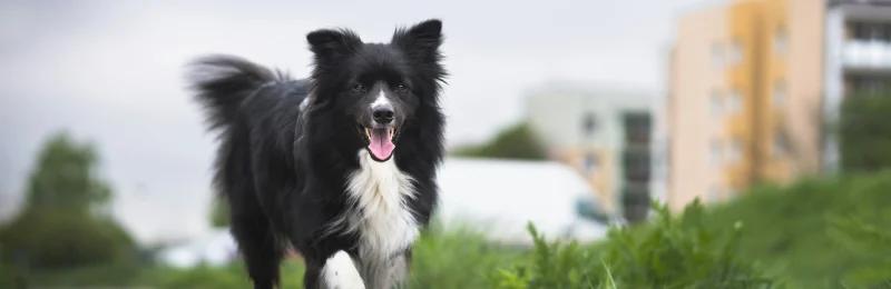 边境牧羊犬 边牧 Border Collie