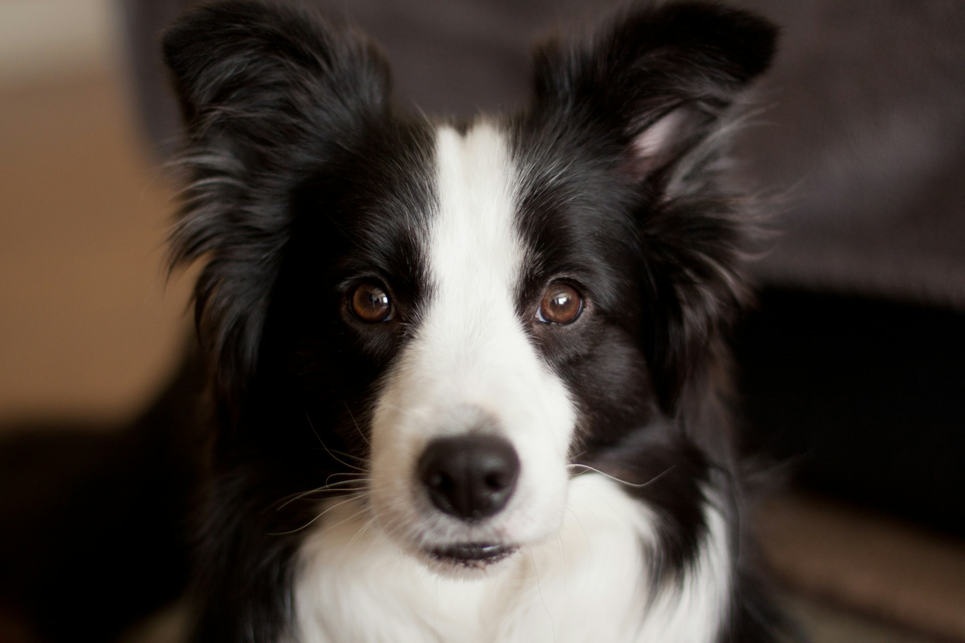 边牧 边境牧羊犬 Border Collie