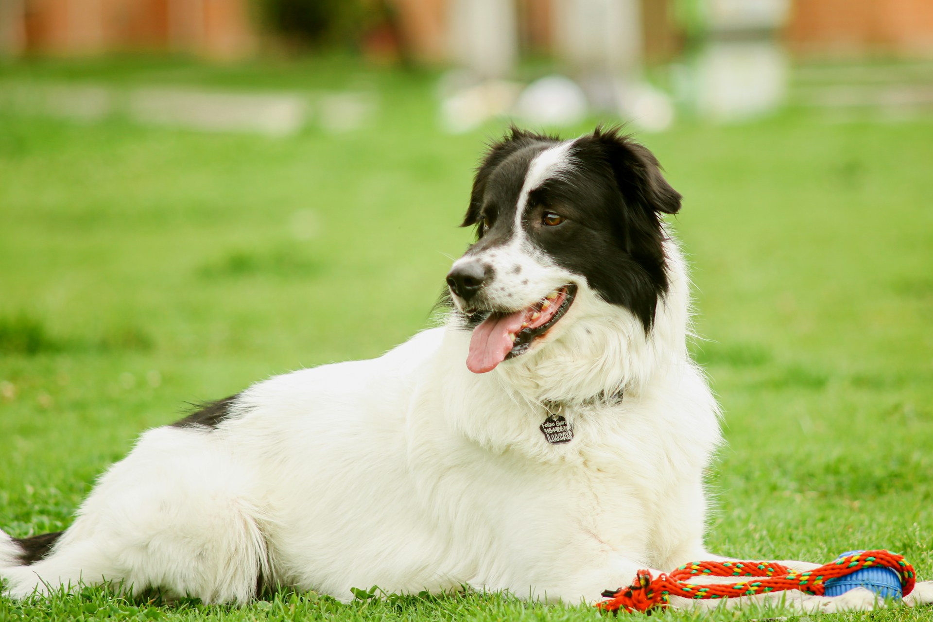 Border Collie 边牧犬 边境牧羊犬