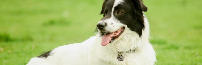 Border Collie 边牧犬 边境牧羊犬