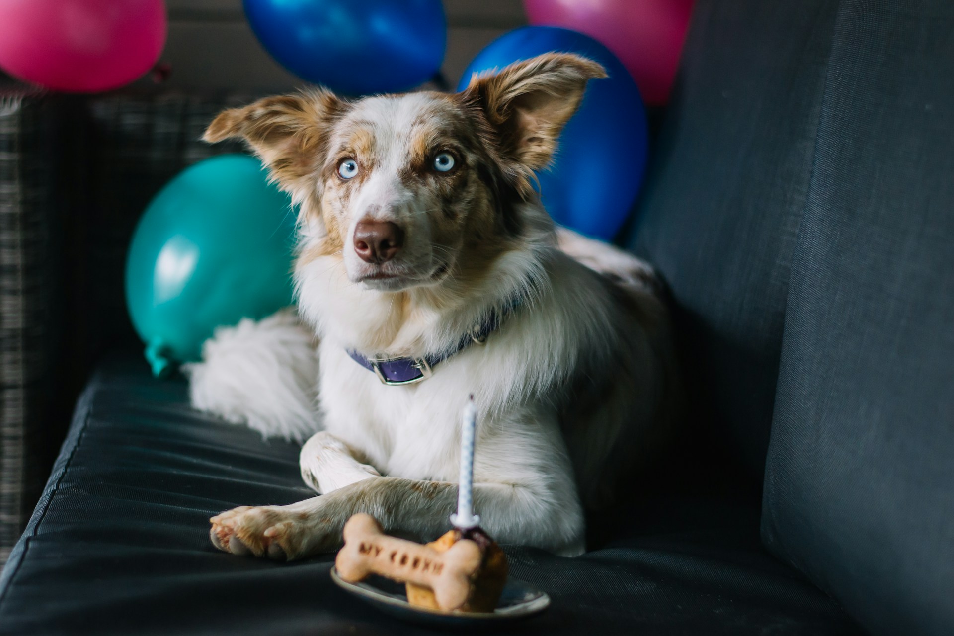 边牧 边境牧羊犬 Border Collie