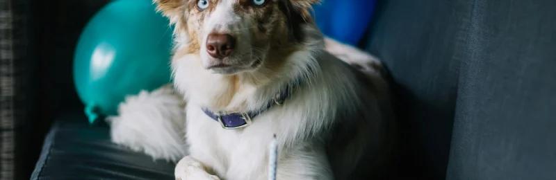 边牧 边境牧羊犬 Border Collie