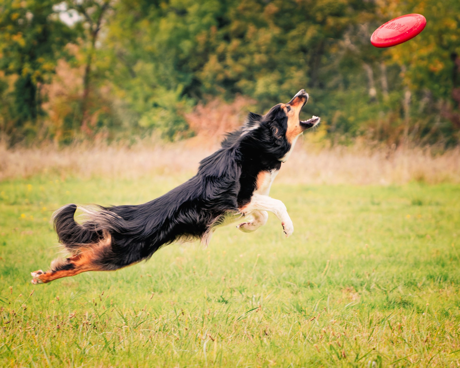 边境牧羊犬 边牧 Border Collie