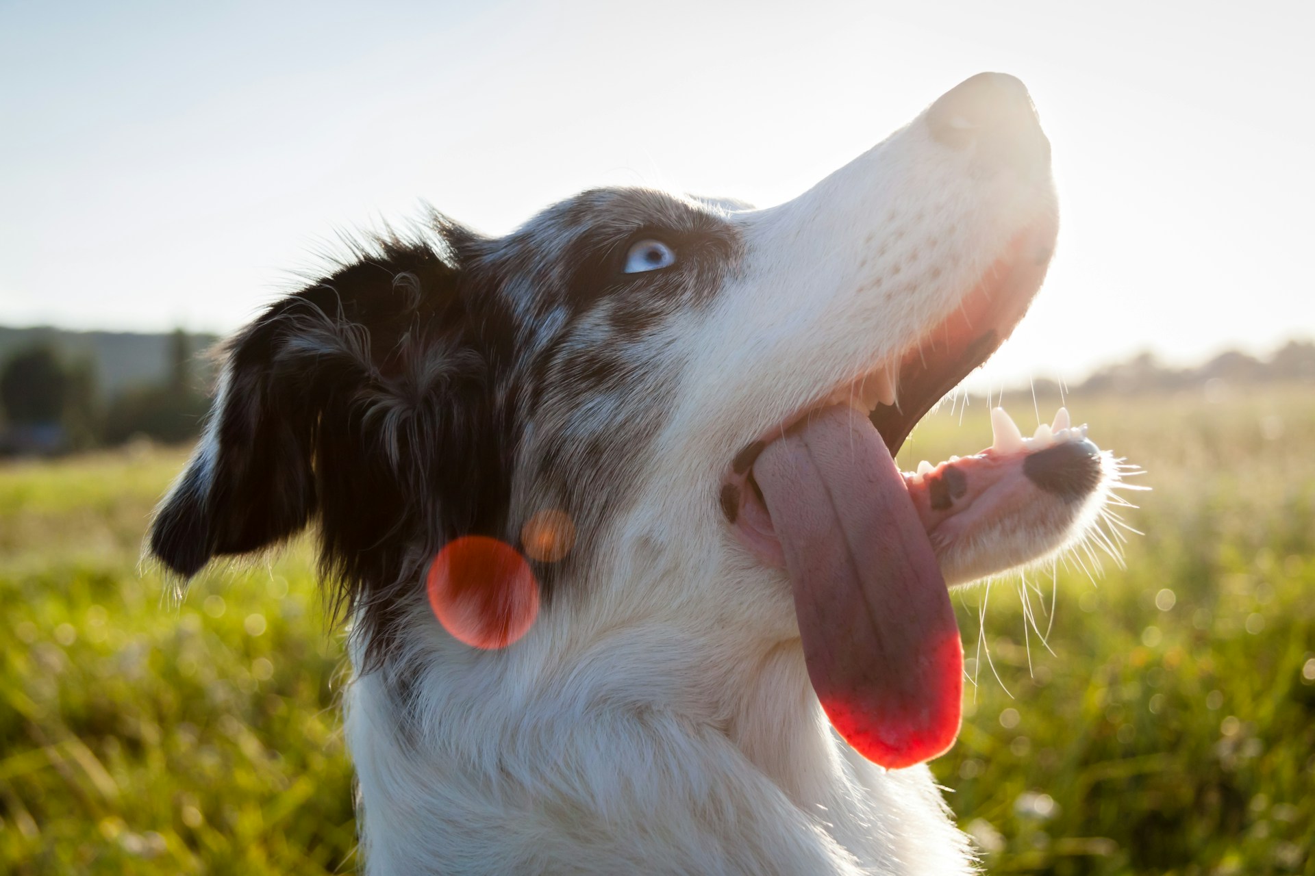 Border Collie 边牧 边境牧羊犬