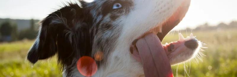 Border Collie 边牧 边境牧羊犬