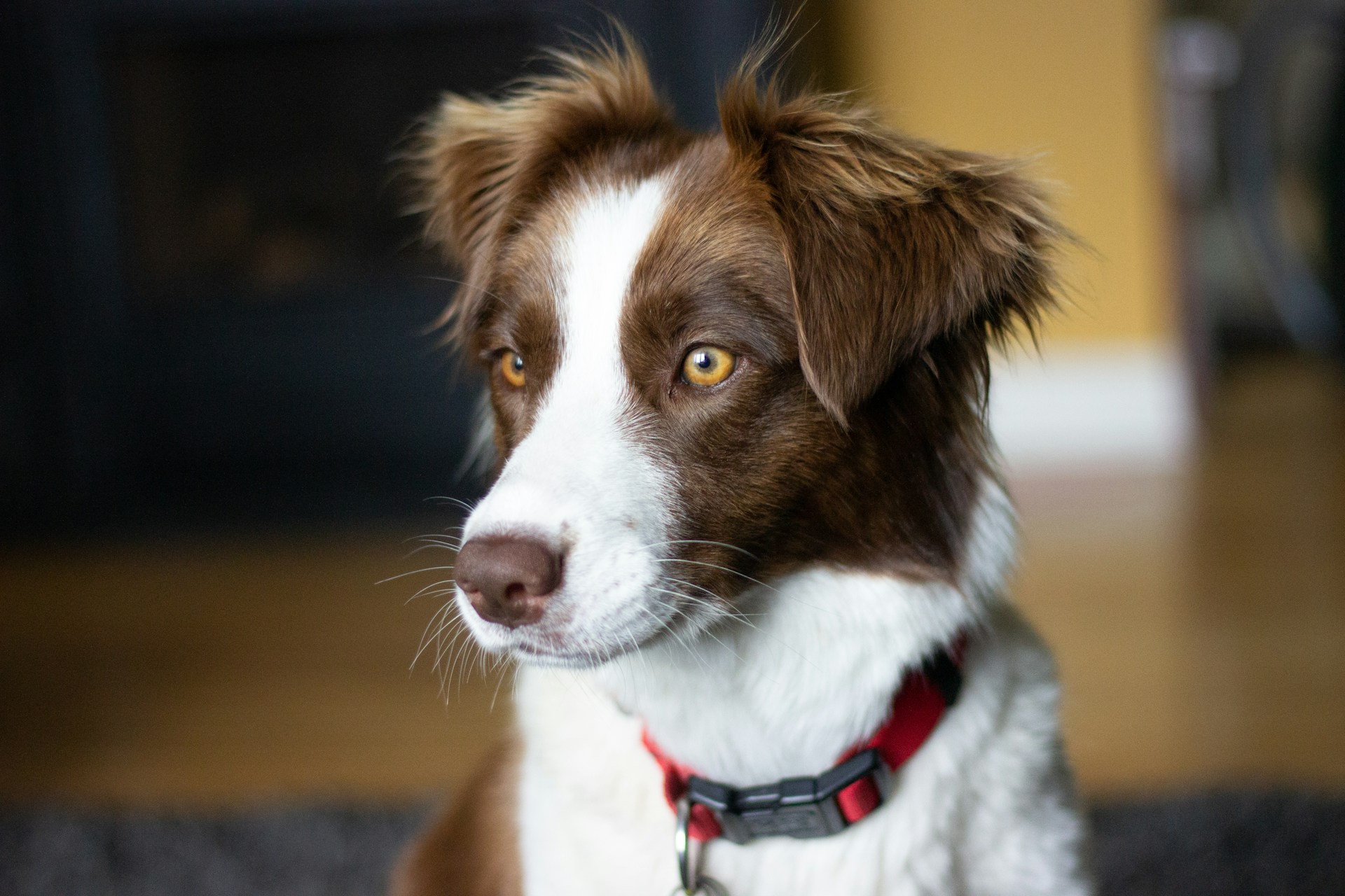 Border Collie 边境牧羊犬 边牧