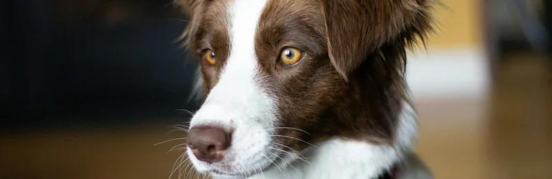 Border Collie 边境牧羊犬 边牧