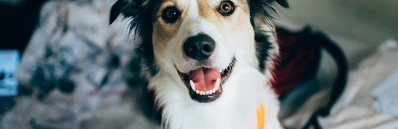 Border Collie 边牧智商 边境牧羊犬