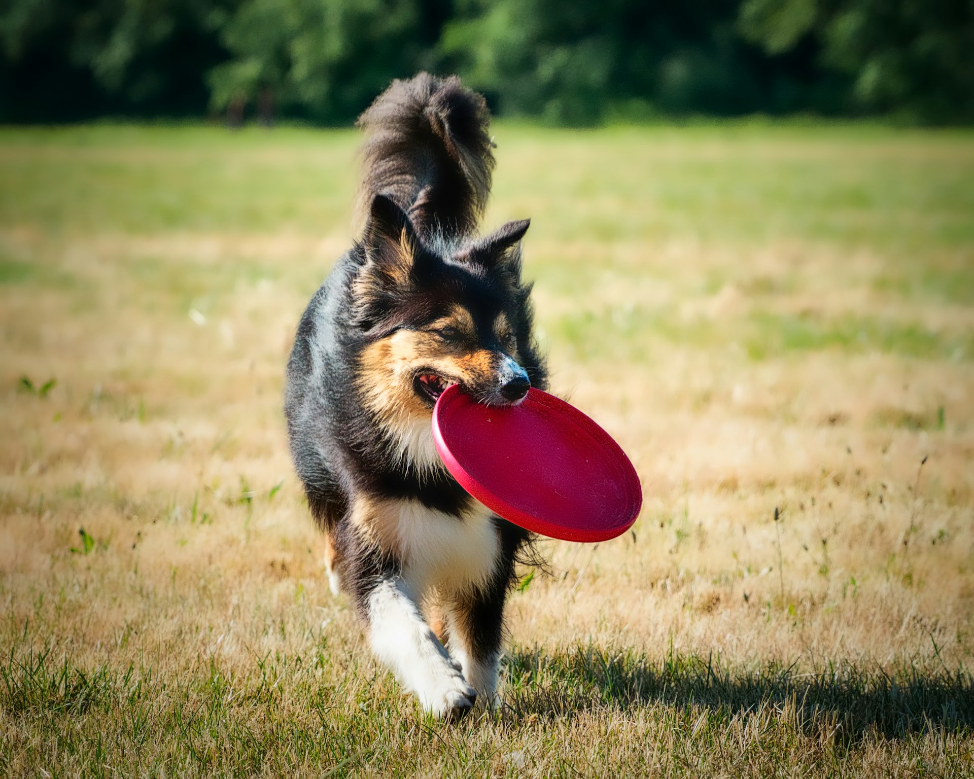 Border Collie 边牧 边境牧羊犬