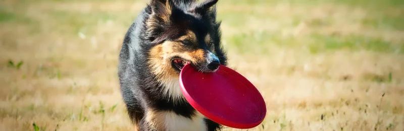 Border Collie 边牧 边境牧羊犬