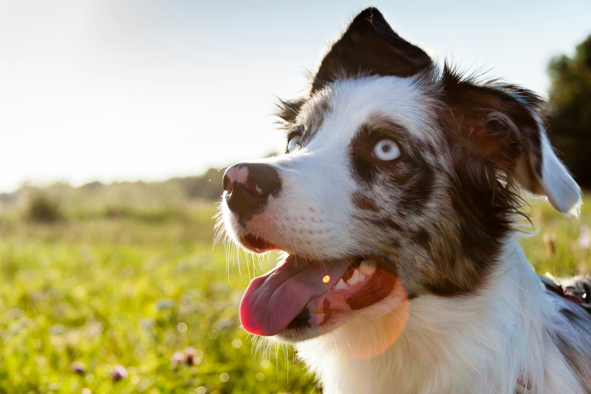 Border Collie 边牧犬 边境牧羊犬