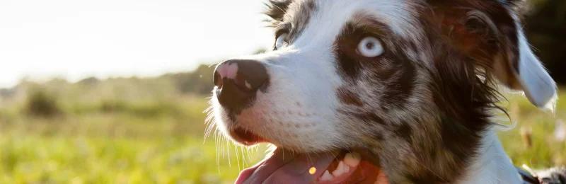 Border Collie 边牧犬 边境牧羊犬