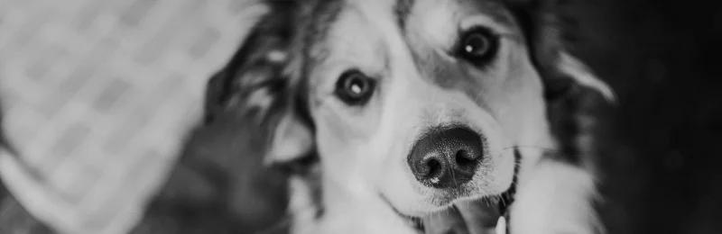 Border Collie 边牧寿命 边境牧羊犬